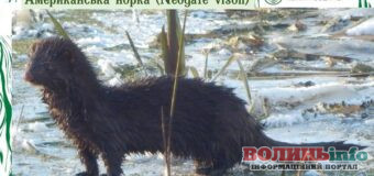 У національному парку «Прип’ять-Стохід» спостерігають американську норку
