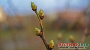 У Луцьку зафіксували температурний рекорд