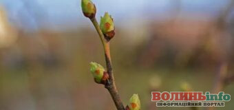 У Луцьку зафіксували температурний рекорд