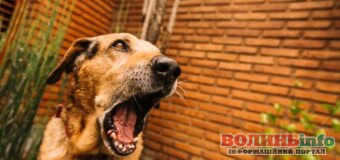 У Маневичах мешканці скаржаться на агресивних собак: що кажуть у громаді