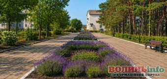 У Маневичах планують висадити 200 кущів лаванди: запрошують долучитися