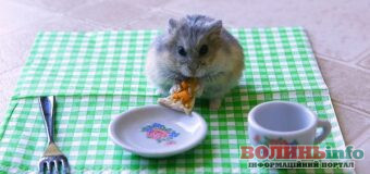 Чим не можна годувати хом’яка та які продукти для нього безпечні