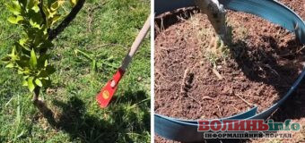 5 обов’язкових дій перед цвітінням дерев: як отримати щедрий урожай