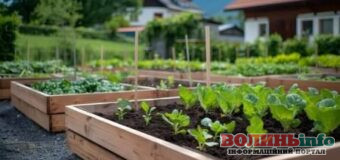 Що сіяти у квітні: поради для гарного врожаю на городі