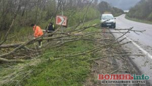 Негода на Волині: сотні сіл без електрики та повалені дерева на дорогах