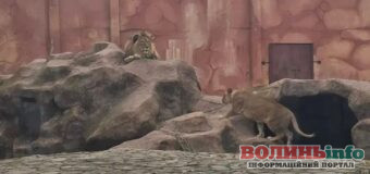 У Луцькому зоопарку підвищили ціни на квитки: скільки тепер коштує вхід