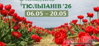 «Квітоліс» поблизу Луцька відкриває сезон тюльпанів: коли стартує фестиваль