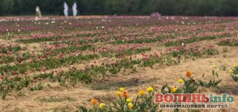 На Волині стартував фестиваль тюльпанів «Волинська Голландія»