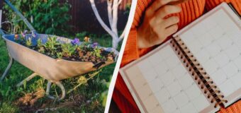 Посівний календар на червень 2026: коли садити овочі та працювати на городі