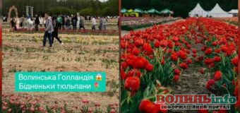 Волиняни розчаровані цвітінням на фестивалі тюльпанів: організатори пояснили причину