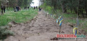 У Луцькій громаді висадили 130 дубів пам’яті на честь загиблих захисників