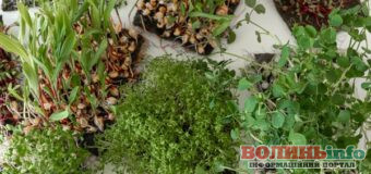 Які трави варто посіяти у день літнього сонцестояння: поради для городників