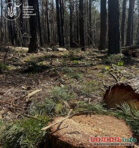 На Любешівщині виявили 1747 незаконно зрубаних дерев: збитки — понад 9,3 млн гривень
