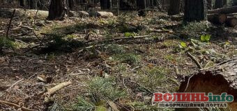 На Любешівщині виявили 1747 незаконно зрубаних дерев: збитки — понад 9,3 млн гривень